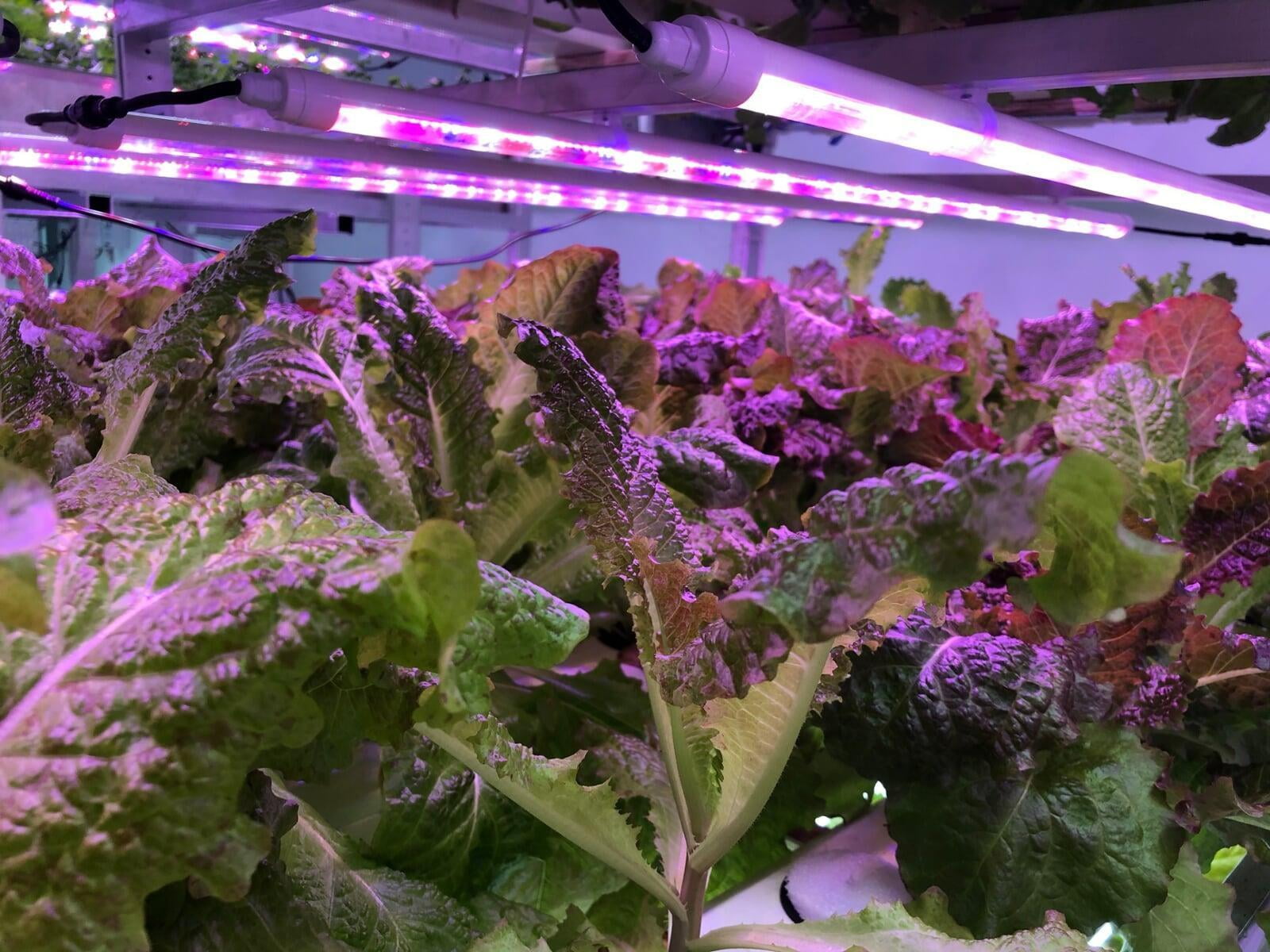 LED grow lights for Vertical Farming - Understanding PAR, PPF, and PPFD